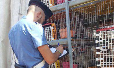 animales maltratados