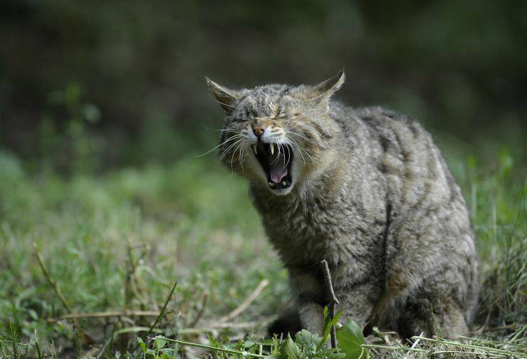 El gato ha perdido los dientes