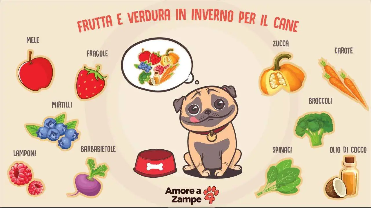 Frutas y verduras en invierno para perros: alimentos para Fido en el - Vida con ▷➡️