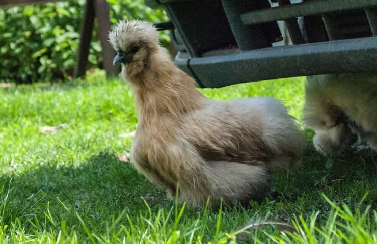 gallina Moroseta
