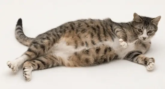 gato embarazada