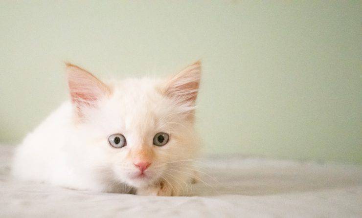 consejo de gato blanco