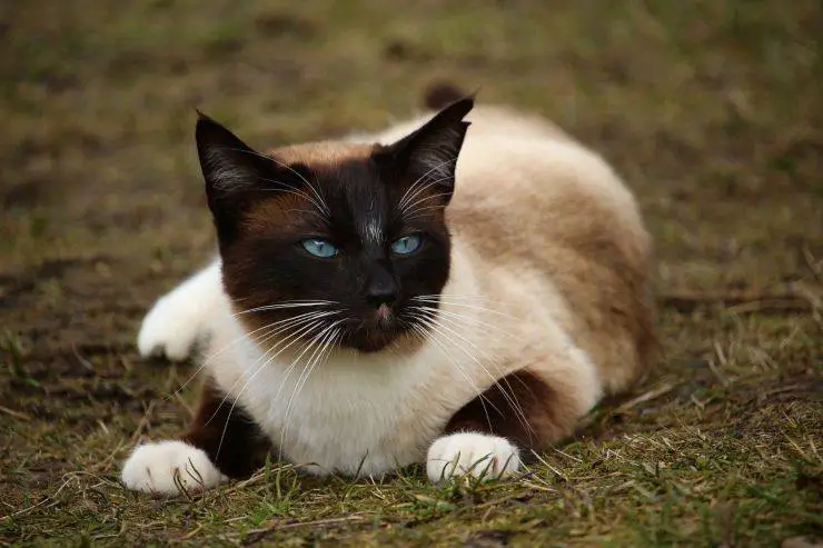gato