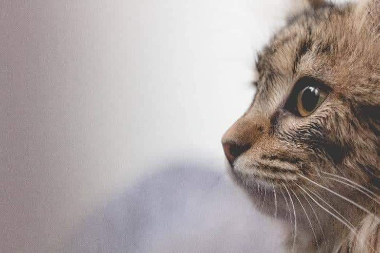 Gato de pelo rizado