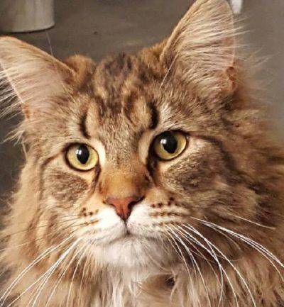 gato-del-bosque-noruego-1