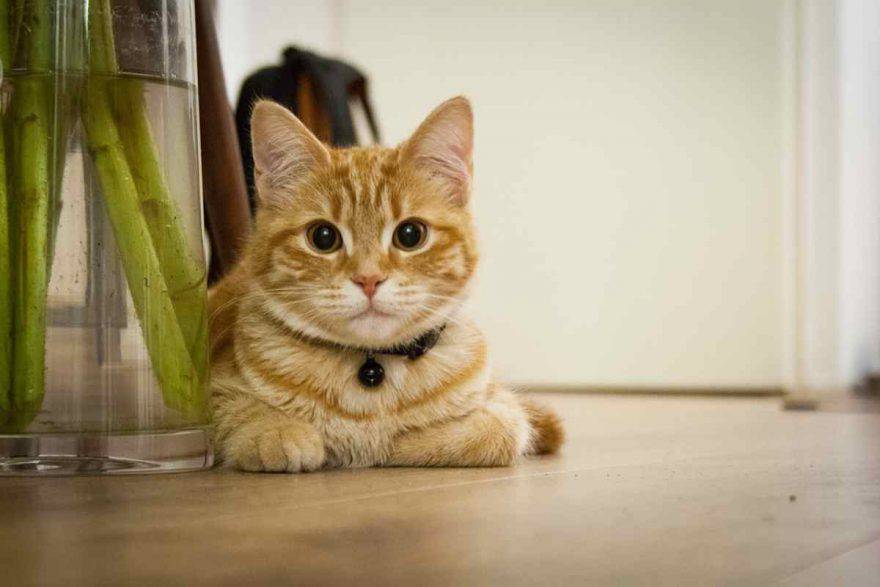 apartamento de la casa del gato