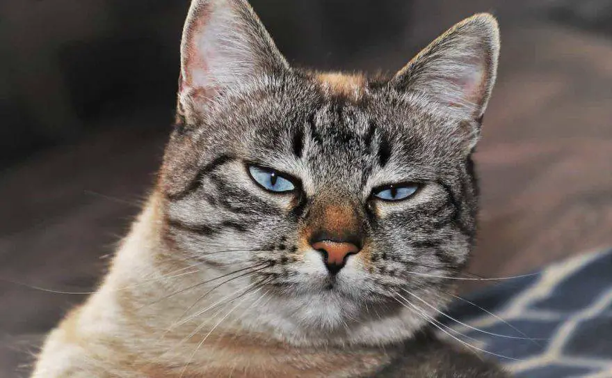 gato ofendido después de las vacaciones
