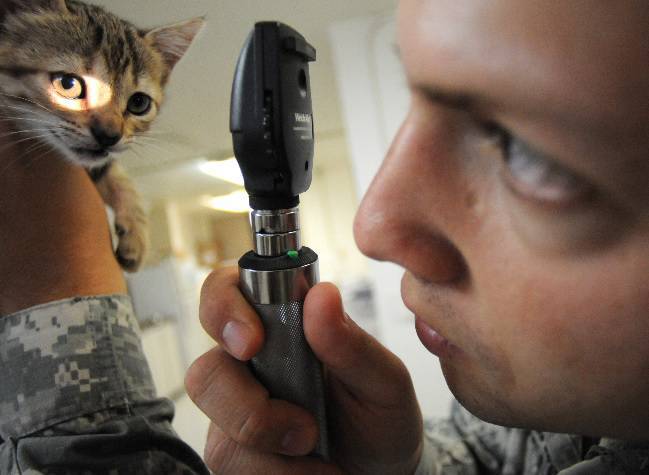 gato perdido