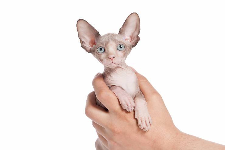 gato
