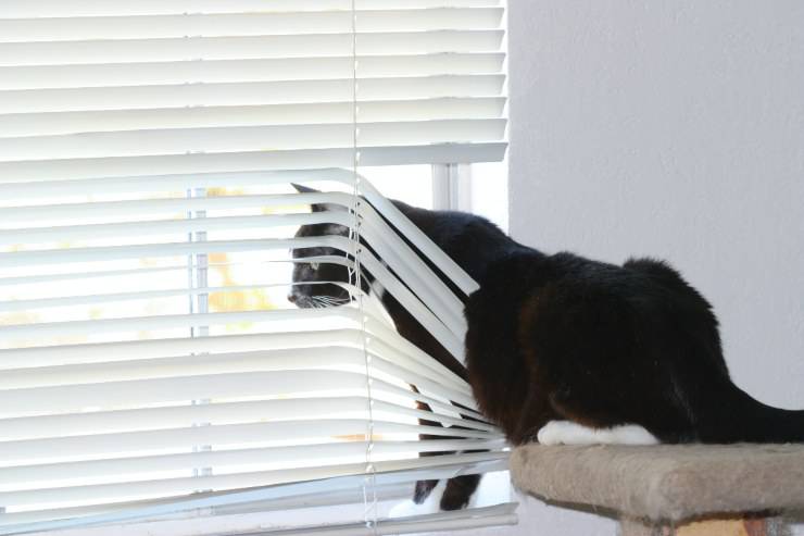 gatos en la ventana