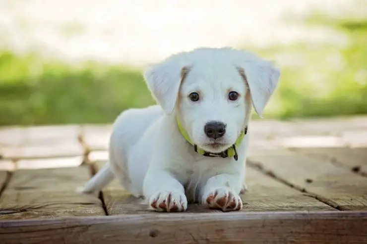 Golpe de calor en perros en verano