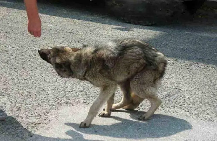 la hormona del estrés aúlla perro