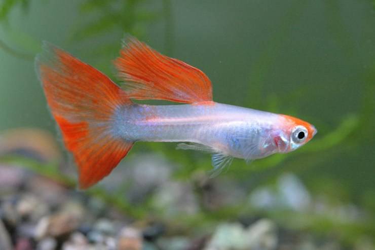 guppy embarazada