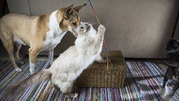 capacidad gatos