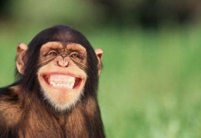 Chimpancé sonriente