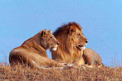 animales hembras
