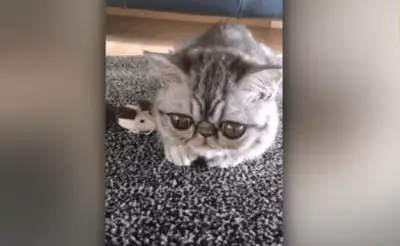 gatto1