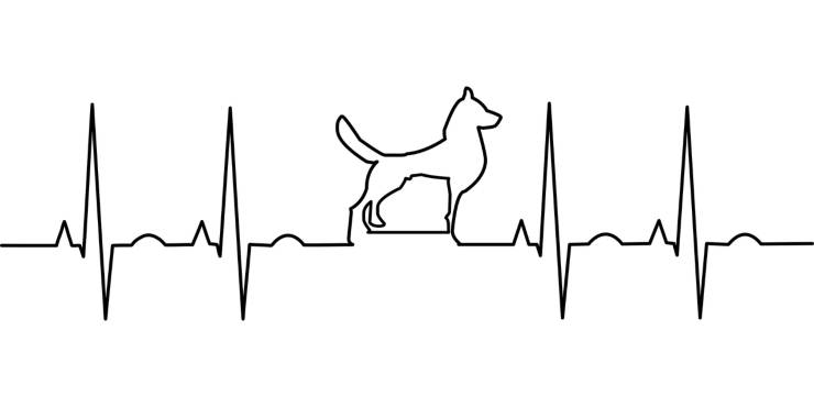 Electrocardiograma con perro