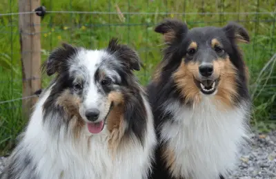 horóscopo de perros