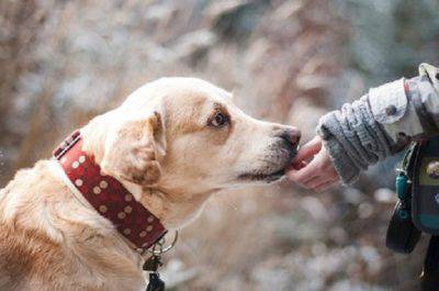 noticias de animales