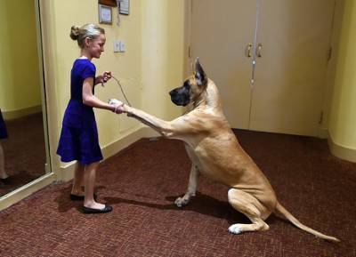 perro orosocpo