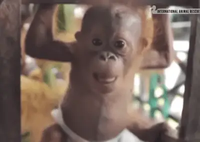 orangután