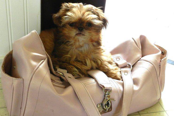 perro en bolsa