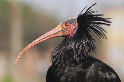 ibis_eremita