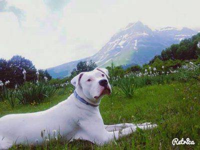 dogo-argentino5
