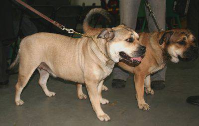 perro-dogo-mallorquin2