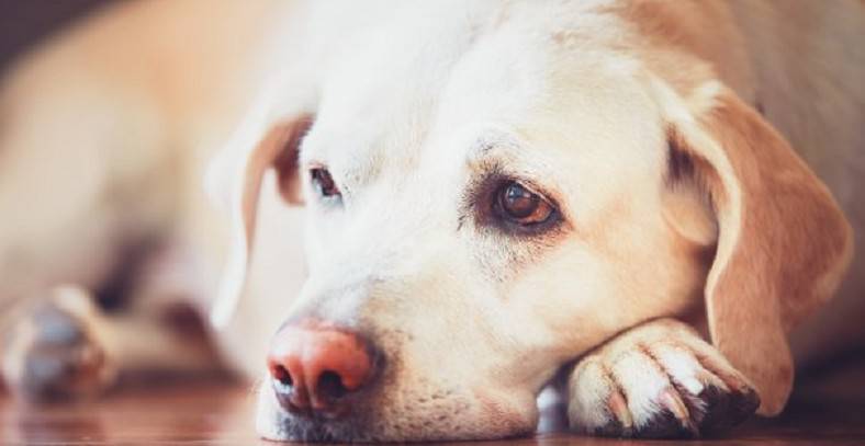 perro con retraso mental