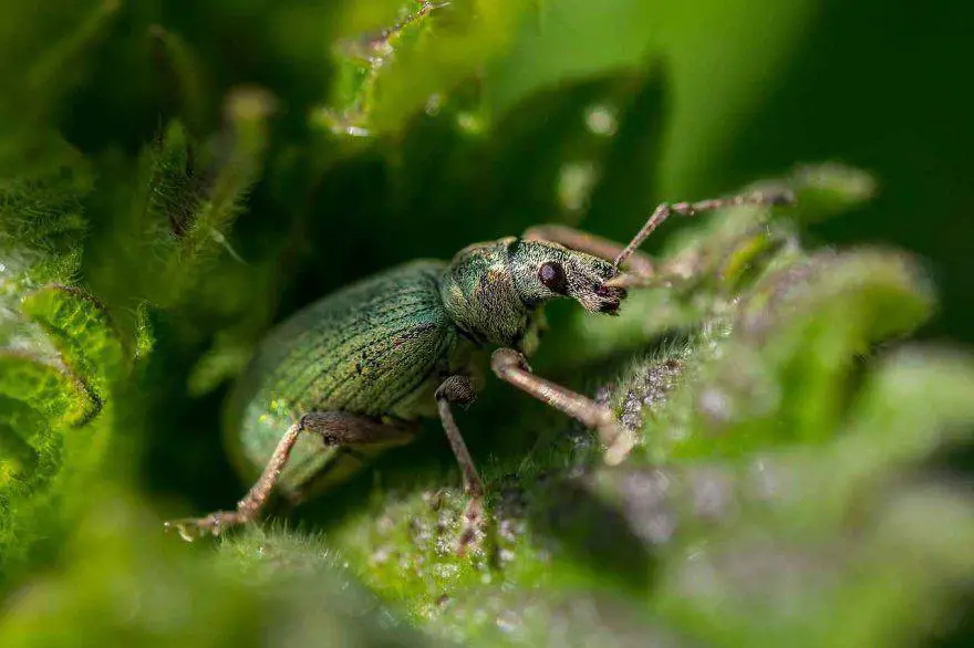 Insectos