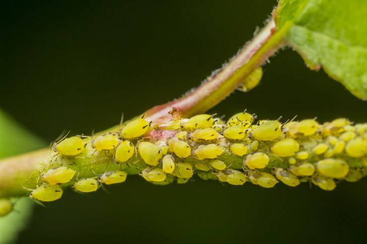 Insectos vegetales