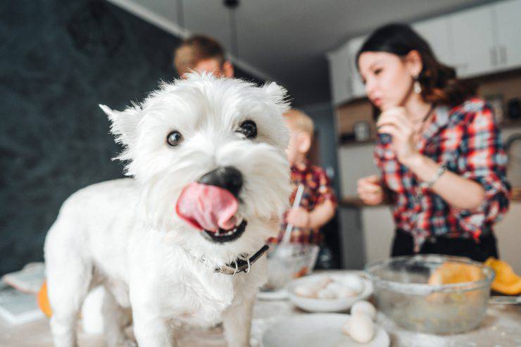 Intolerancia a la lactosa perros: síntomas relacionados y mejores tratamientos - Vida con Mascotas ▷➡️
