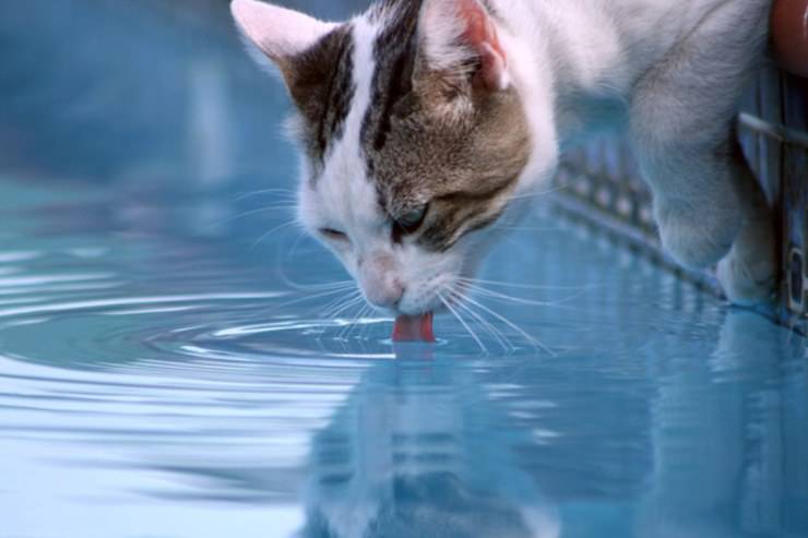 Intoxicación por agua en gatos: cómo reconocerla e intervenir