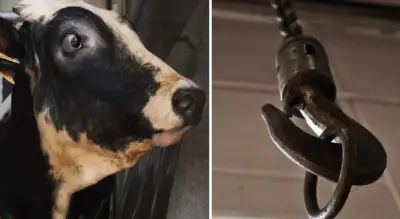 matadero de crueldad animal