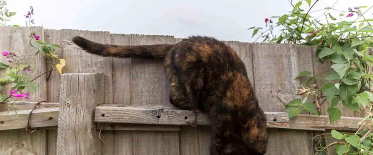 Jardín seguro para el gato esto