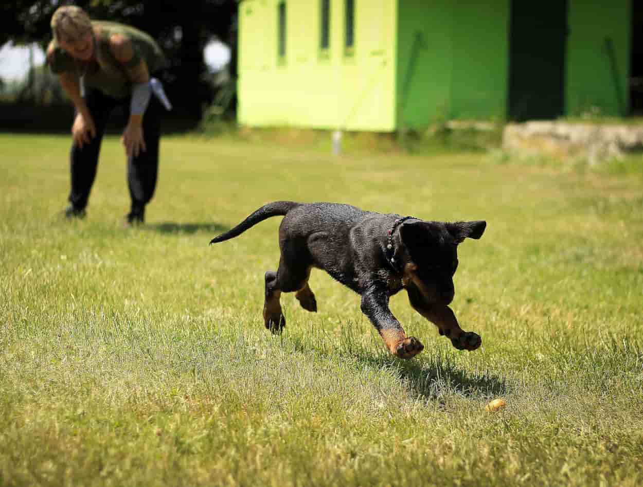 juegos educativos para cachorros