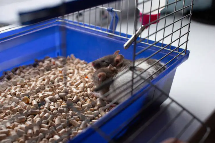 Jugar con el ratón doméstico: cómo entrenarlo