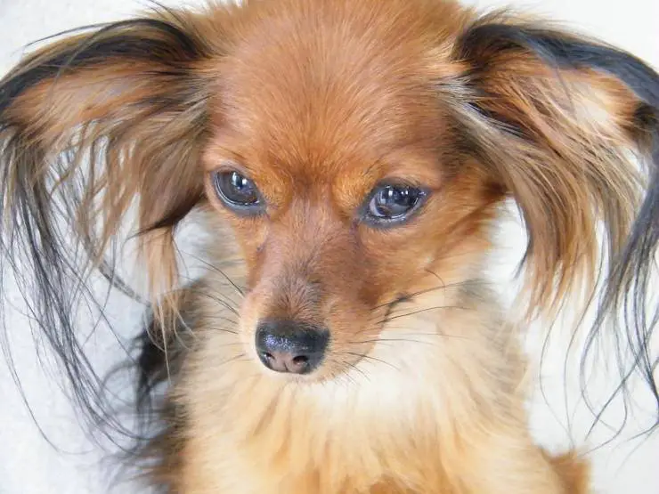 Juguete ruso cucciolo