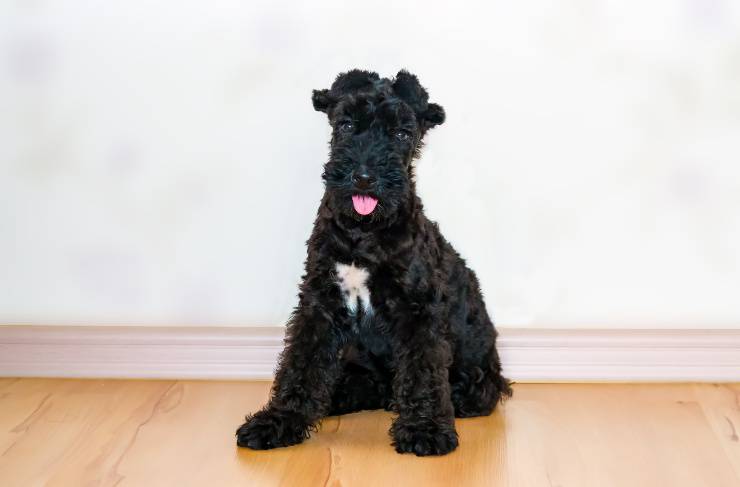 Cachorro de Kerry blue terrier