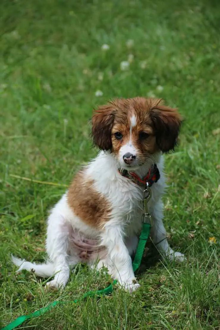 Cachorro Kooikerhondje