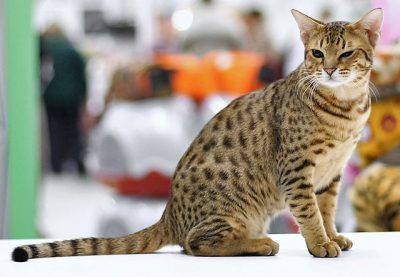 ocicat4