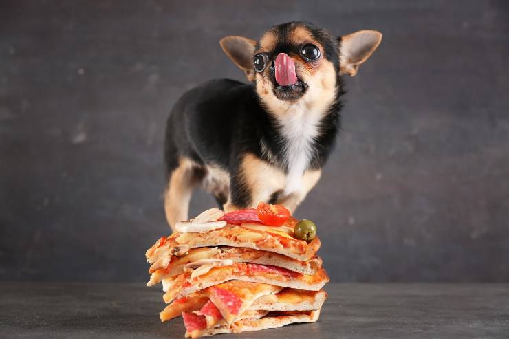 perro y pizza