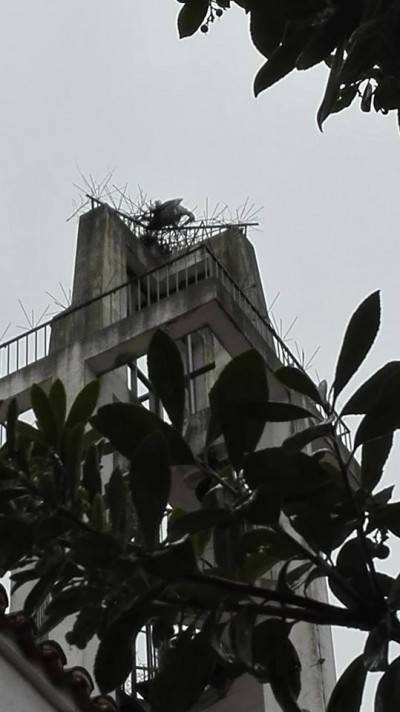 12798856_10153902029383361_6650653994293205253_n