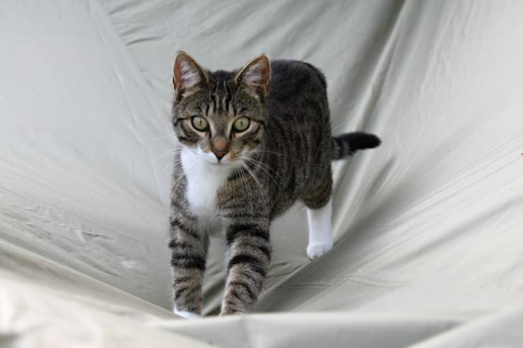 cola de gato