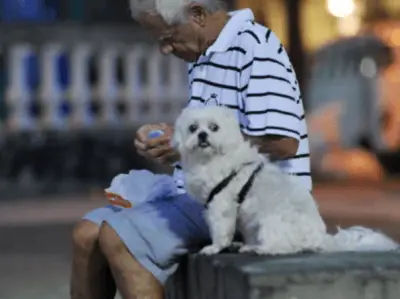 PERROS ANCIANOS-GETTY DETT.