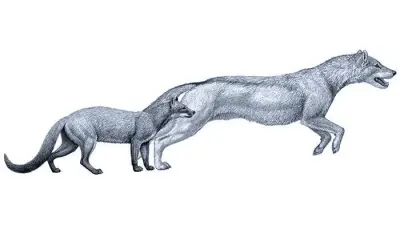 evolución del perro