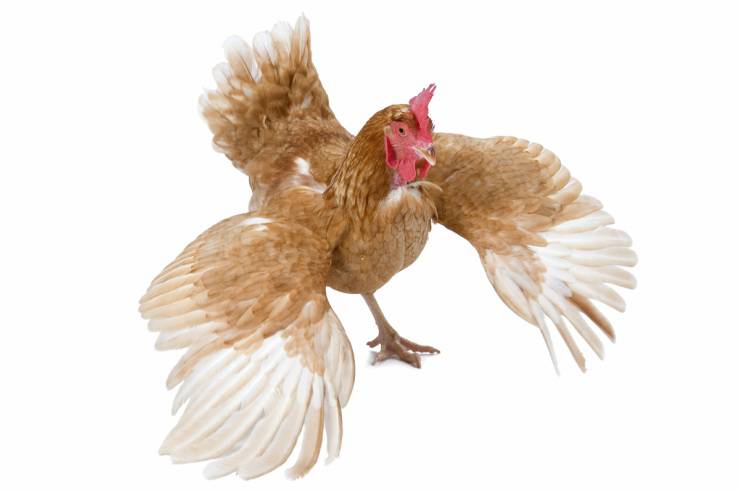 La gallina vuela o no