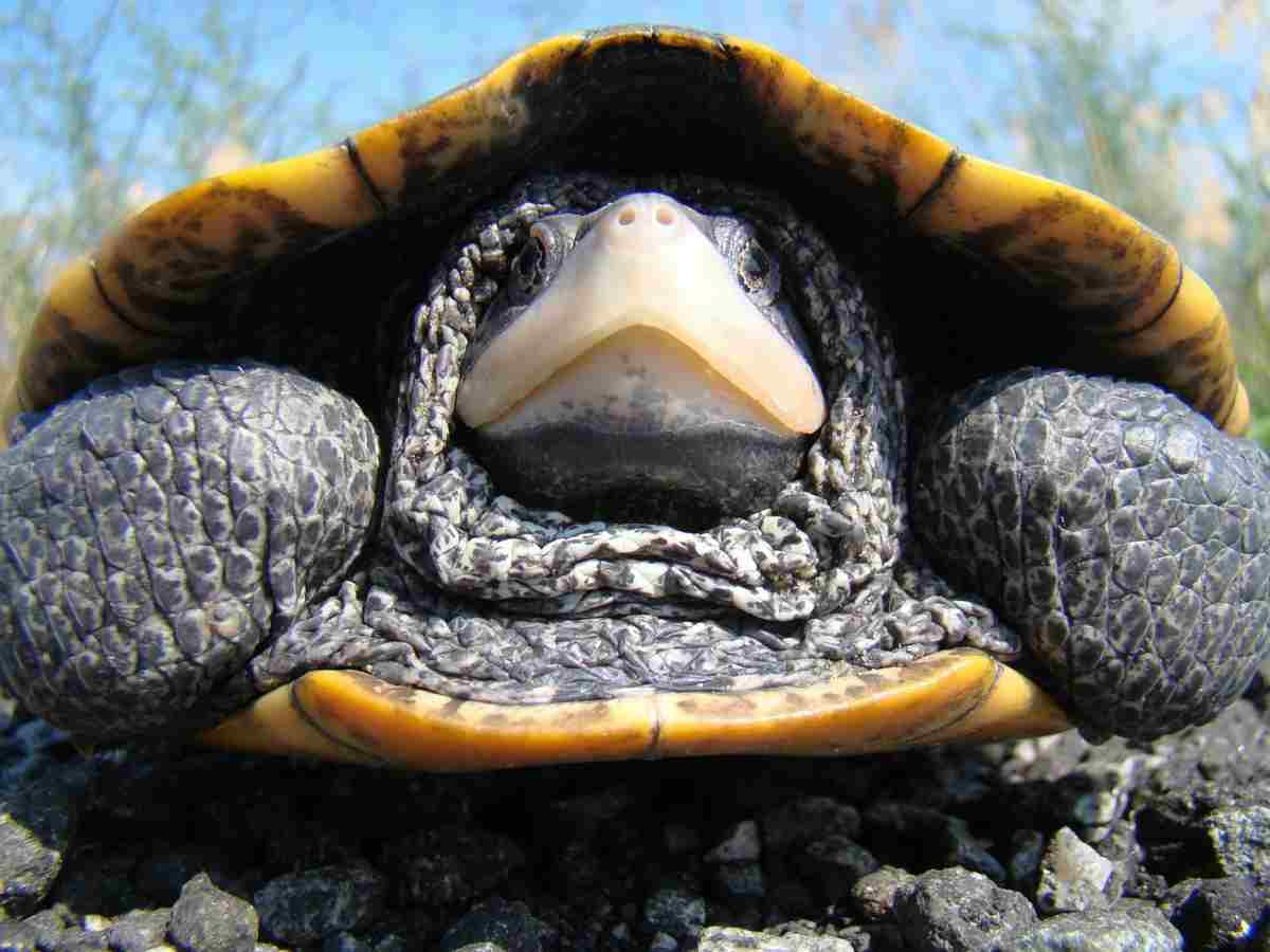 la hibernación de las tortugas de agua (foto Pixabay)
